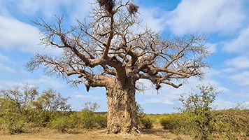 Il grande baobab del parco Kruger nei pressi del Letaba Rest Camp